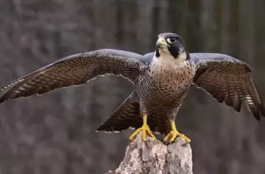 El Regreso del Halcón Peregrino a las Marismas del Odiel Señala una Notoria Recuperación Ecológica