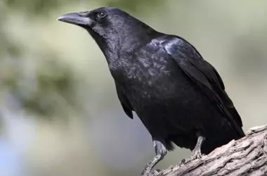La Sorprendente Cognición de los Cuervos: Más Allá de la Percepción Común