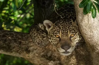 Un Acuerdo Histórico por la Biodiversidad: Protección Global para Especies Migratorias y Fin de la Captura Incidental