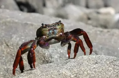 La Preocupante Proliferación del Cangrejo Rojo en Castilla y León: Una Alerta Biológica