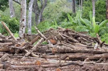 De residuos forestales a energía limpia para el transporte: Un futuro sostenible