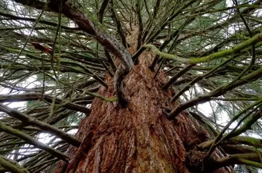La eliminación de la secuoya gigante de Valladolid: Un dilema entre conservación y seguridad