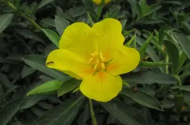 La invasión silenciosa: la flor acuática que amenaza un humedal vital en Madrid
