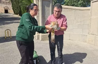 Dos Milanos Reales Rehabilitados y Devueltos a su Hábitat en Mallorca Tras Ser Víctimas de Disparos Ilegales