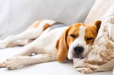 Los expertos advierten: nunca regañes a tu perro por ladrar o gruñir