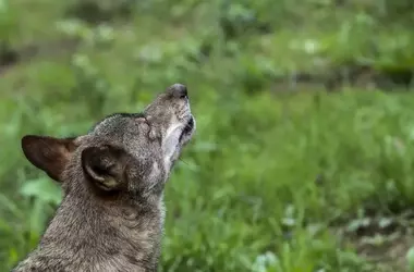 Coexistencia Armoniosa: Lobos y Ganado en España