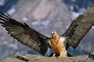 Nuevos Nacimientos de Quebrantahuesos en Picos de Europa: Esperanza para la Especie Emblemática