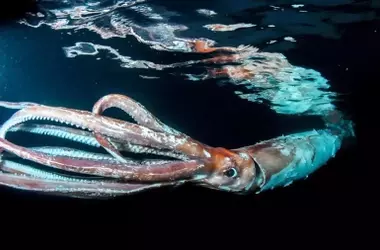 Calamar y Sepia: Supervivencia Post-Extinción y Conquista Oceánica