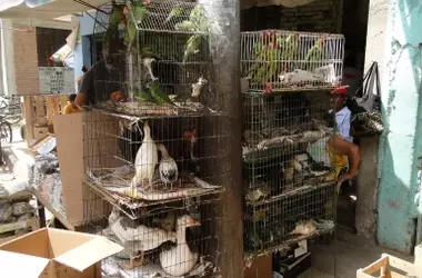 Comercio de Fauna Salvaje: Un Riesgo Creciente de Pandemias Globales