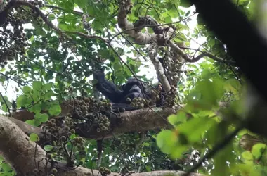 División y Violencia Observada en la Mayor Comunidad de Chimpancés Salvajes