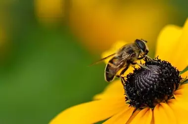Abejas en Casa: Un Símbolo de Prosperidad y Salud Ambiental que Debemos Proteger