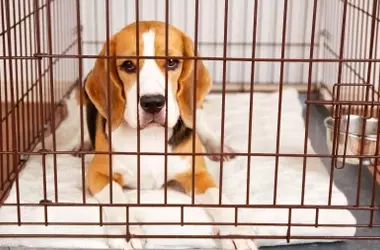 Nueva Vida para Nueve Beagles: De Laboratorio a Hogares Llenos de Amor