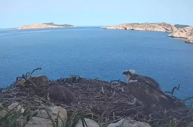 Descubriendo el Mundo Alado: Un Vistazo en Vivo a la Vida de las Aves