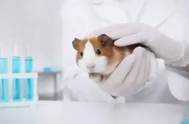 Día Mundial del Animal de Laboratorio 2026: Un Hámster como Símbolo de Contraste y Crítica Global