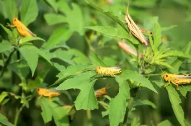 Marruecos Lucha contra la Plaga de Langostas con Pesticidas, Generando Alerta Alimentaria