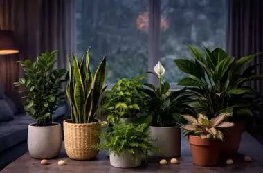 Plantas de Interior que Prosperan en la Sombra: Una Guía Esencial
