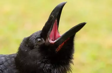 Un estudio innovador revela el complejo lenguaje vocal de los cuervos en España: hasta 40 tipos de sonidos