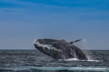 Un estudio innovador revela el impacto crucial de las heces de ballena en la fertilidad oceánica