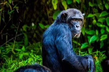 Conflicto Chimpancé: Violencia Extrema Tras la División Social