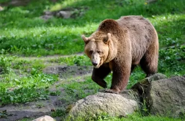 La intriga de los osos pardos: Descubriendo su motivación al explorar objetos humanos