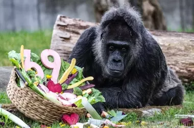 Celebran la Extraordinaria Longevidad de Fatou, la Gorila Más Anciana del Mundo