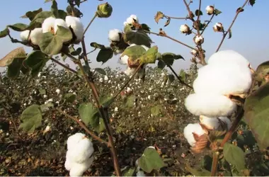 El Algodón Ecológico: Una Alternativa Sostenible y Competitiva a Largo Plazo