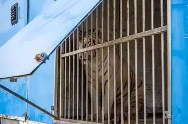 Sona, el último tigre de circo en Portugal, encuentra un nuevo hogar en el santuario de Villena