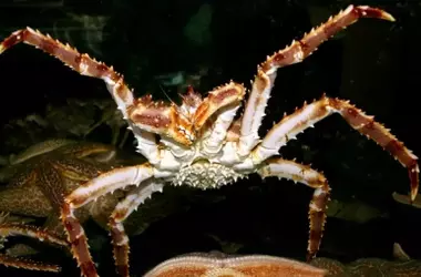 El Consumo de Especies Invasoras: Un Enfoque Cuestionable para la Conservación