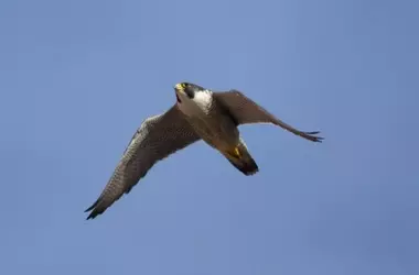 Polluelos de Halcón Peregrino Eclosionan en la Sagrada Familia: Un Éxito de Conservación Urbana en Barcelona