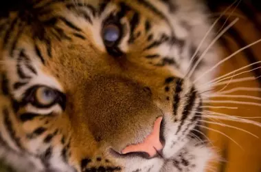 La Liberación de Sona: El Último Tigre de Circo en Portugal Encuentra Santuario en España