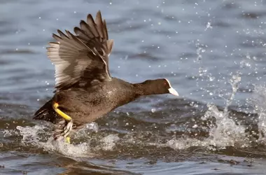 Declive Preocupante de Aves Acuáticas Migratorias en Extremadura