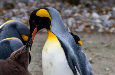 La especie de pingüino emperador enfrenta una amenaza crítica por el cambio climático