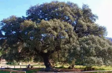 El Chaparro de la Vega: Un Tesoro Natural e Histórico de 400 Años en Sevilla