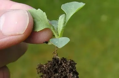 Variovorax palleresanus: Revolución Sostenible en la Agricultura