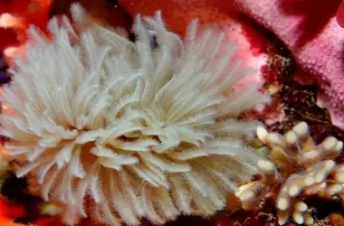 La Extinción Silenciosa de las Especies Marinas: Un Grito del Océano Desatendido