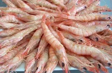 La Gamba Blanca de Huelva: Un Modelo de Sostenibilidad Pesquera en Europa
