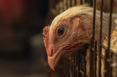 La Granja Avícola Gigante de Cuenca: Controversia en Torno al Agua, la Salud y el Bienestar Animal