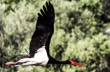 Preocupante disminución de aves acuáticas e incremento de especies invasoras en humedales de Extremadura