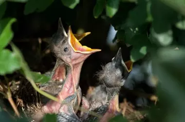 La Inversión Reproductiva y su Impacto en la Longevidad: Un Estudio con Codornices Japonesas