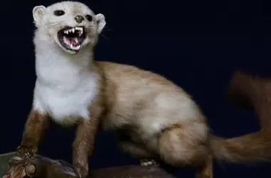 Un Nuevo Fósil en España Revela el Ancestral Origen Mioceno de las Comadrejas y Redefine su Evolución