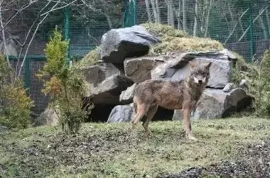 Organizaciones Solicitan al TSXG Cuestionar Constitucionalidad por Desprotección del Lobo