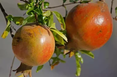 El Granado: La Elección Ideal para Jardines Pequeños con Raíces No Invasivas