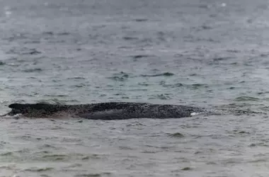Nuevo Intento de Rescate para la Ballena Jorobada Varada en el Báltico Alemán