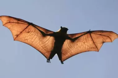 Día Mundial del Murciélago 2026: Celebrando su rol esencial en la naturaleza