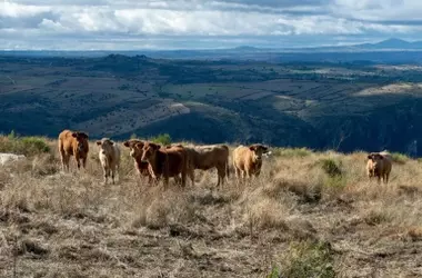 Estrategia Ganadera Extensiva de Andalucía: Impulso Rural y Prevención de Incendios