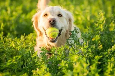 Nuevas Regulaciones para Dueños de Perros: Multas Significativas por Perros Sueltos en Áreas Públicas