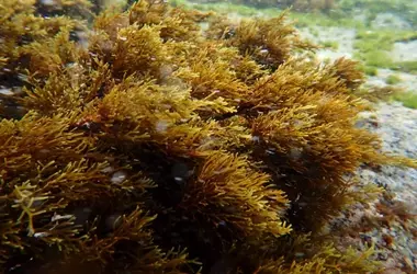 Alarmante Retroceso de los Bosques Submarinos en la Costa Española