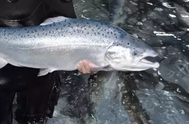 Urgencia Ambiental en Galicia: El Salmón Atlántico al Borde de la Extinción