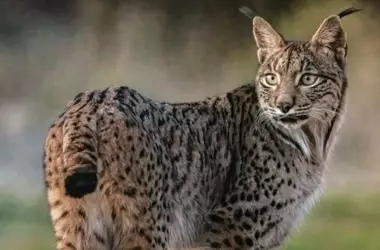 Un Hito en la Conservación: El Lince Ibérico Deja de Ser una Población Aislada en España