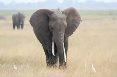 La Fragmentación del Hábitat Amenaza la Diversidad Genética de los Elefantes Africanos